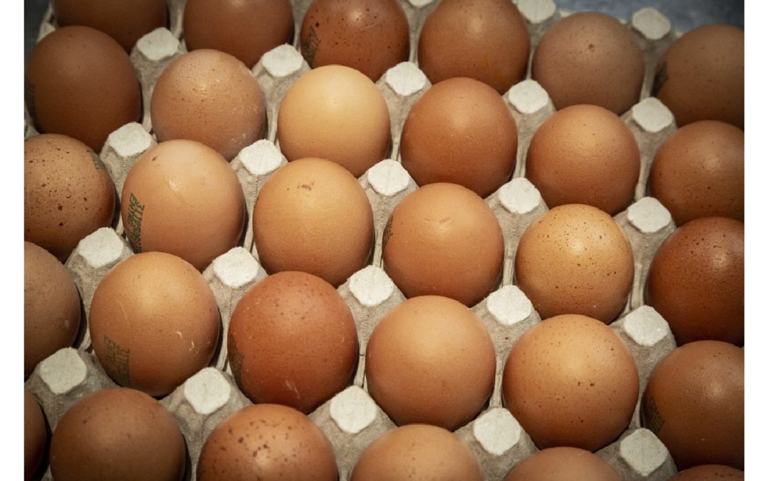 Se un uovo diventa la star di Instagram